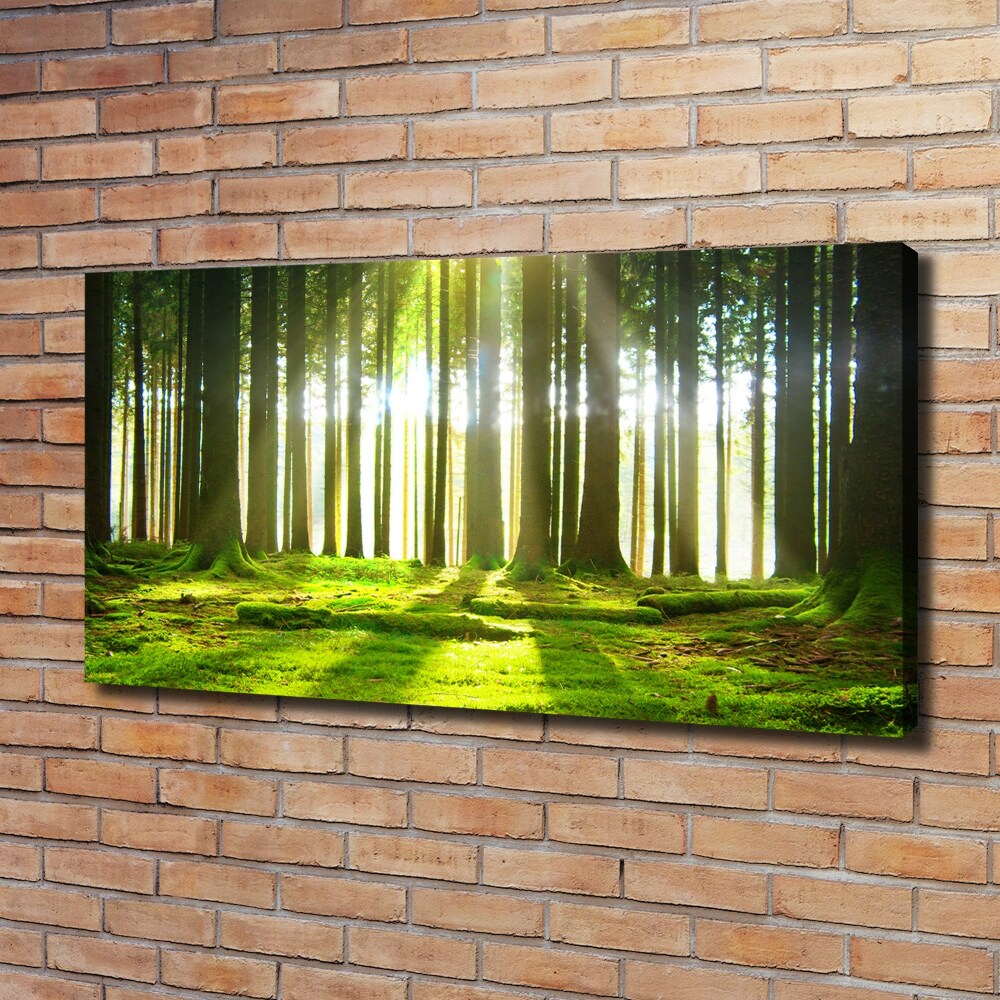 Tableau photo sur toile Forêt au soleil