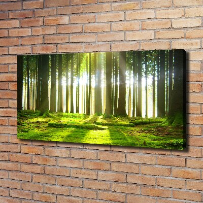 Tableau photo sur toile Forêt au soleil