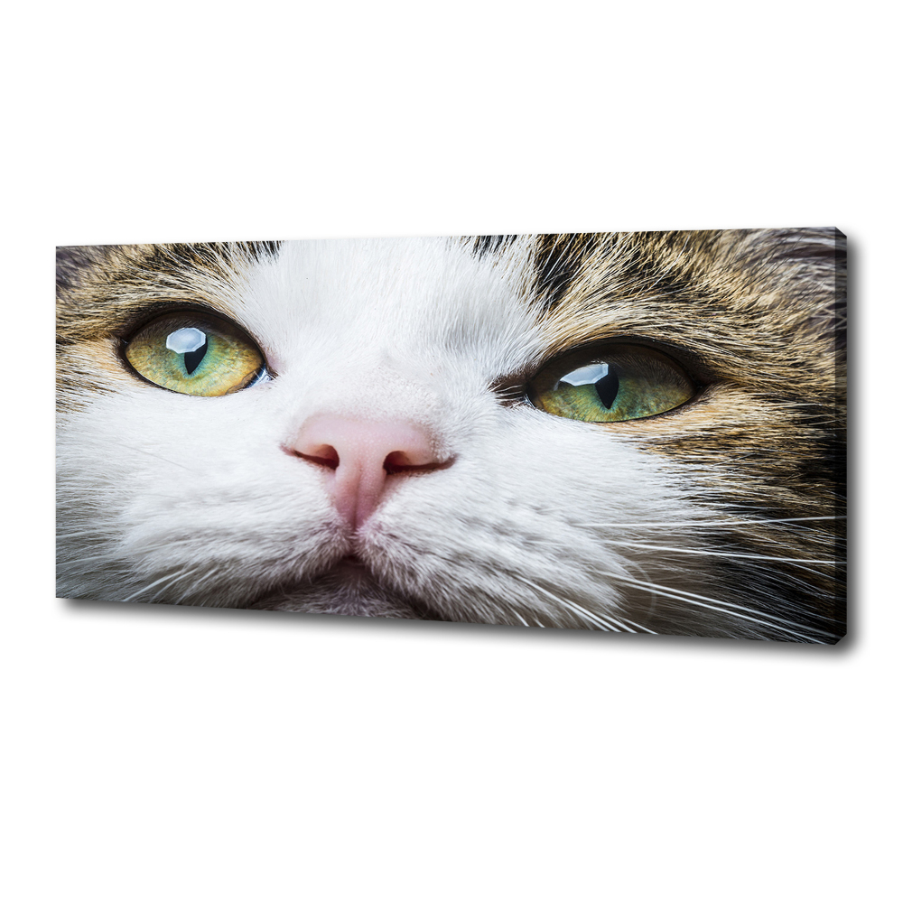 Tableau mural sur toile Yeux de chat verts