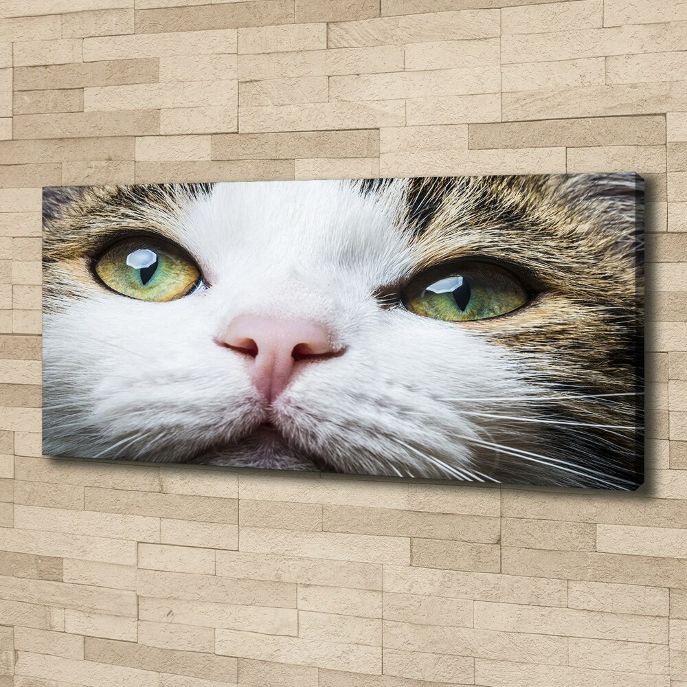 Tableau mural sur toile Yeux de chat verts