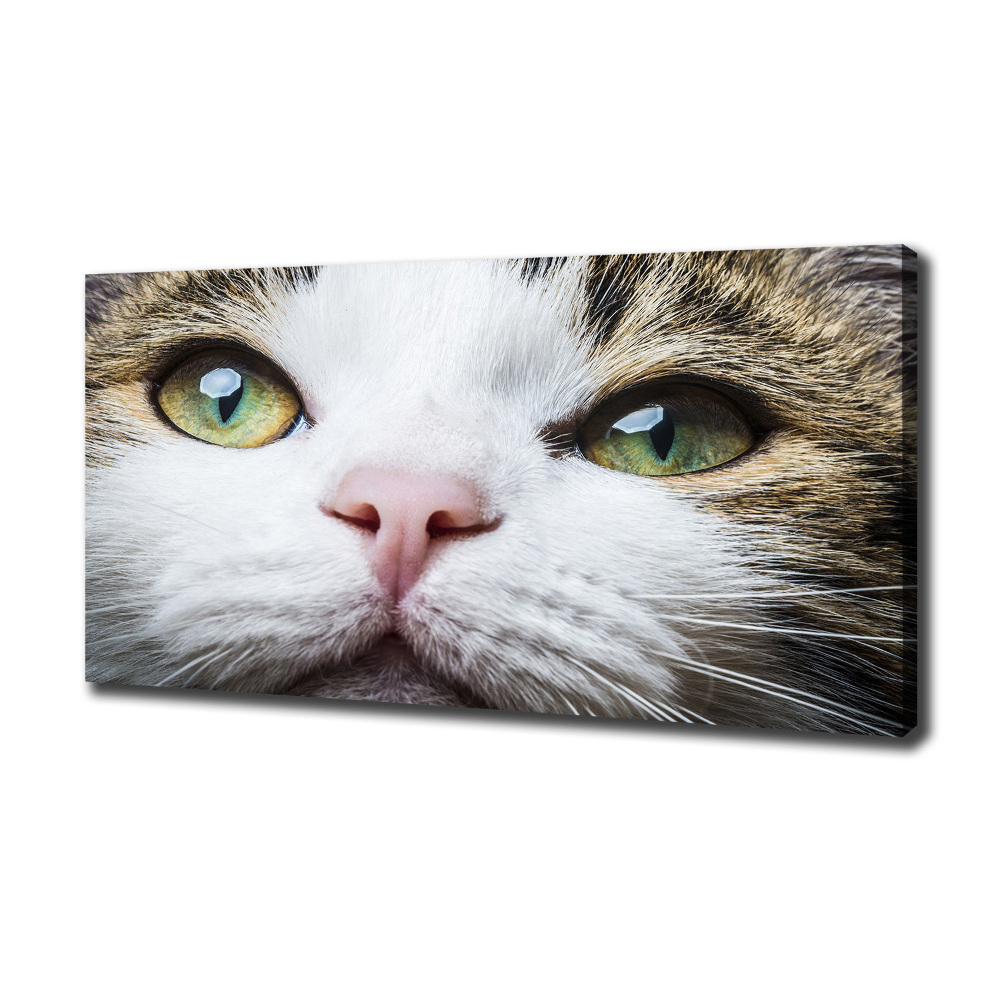 Tableau mural sur toile Yeux de chat verts