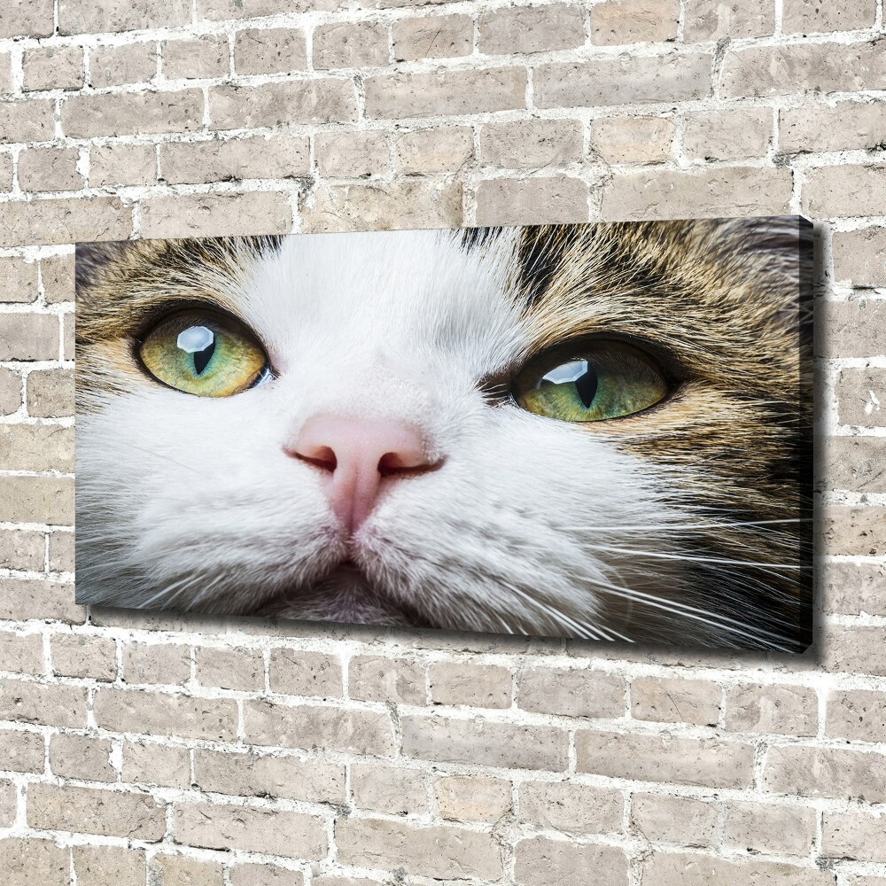 Tableau mural sur toile Yeux de chat verts