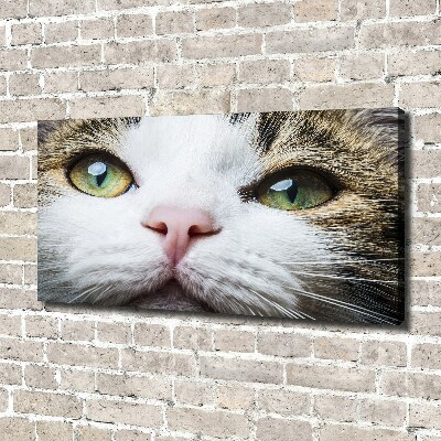 Tableau mural sur toile Yeux de chat verts