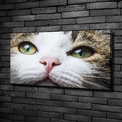 Tableau mural sur toile Yeux de chat verts