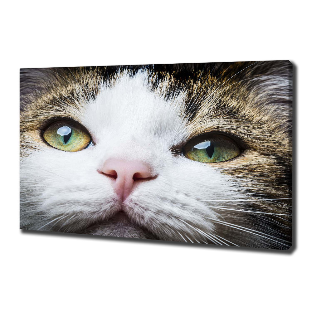 Tableau mural sur toile Yeux de chat verts