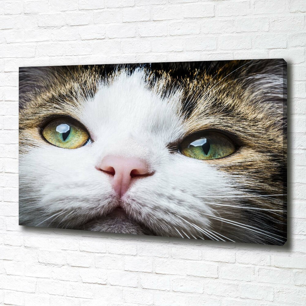 Tableau mural sur toile Yeux de chat verts