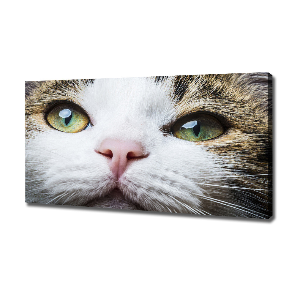 Tableau mural sur toile Yeux de chat verts