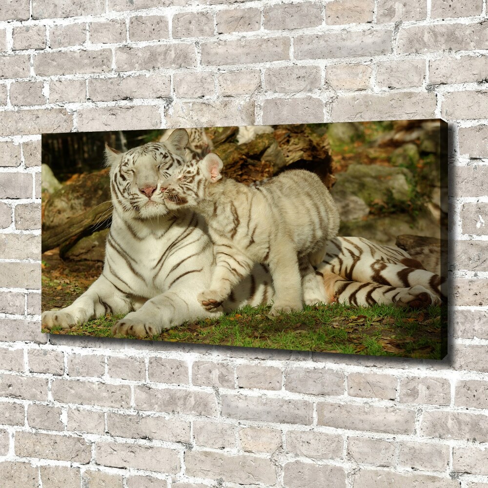 Tableau toile imprimée Tigres