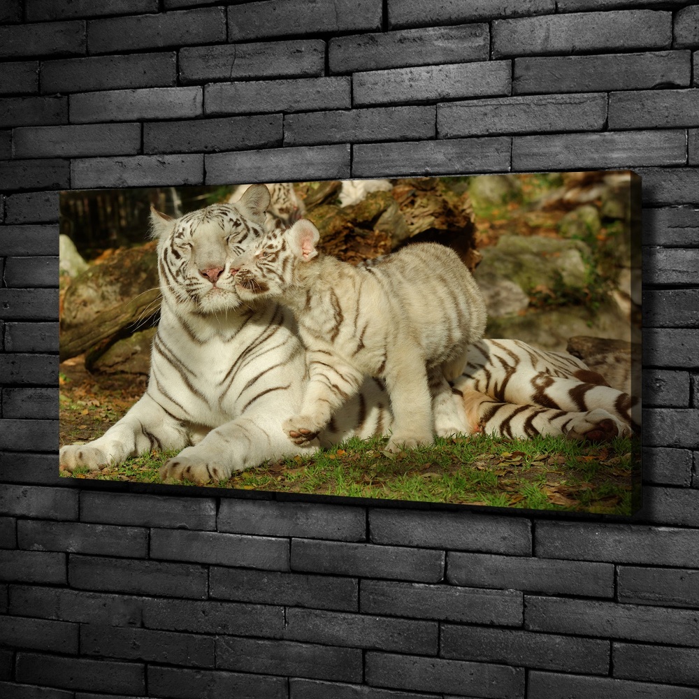 Tableau toile imprimée Tigres