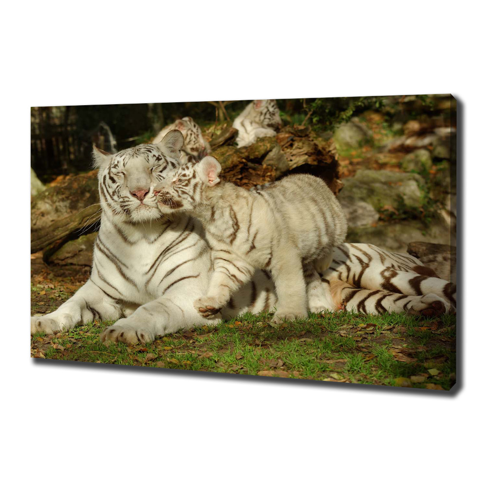 Tableau toile imprimée Tigres