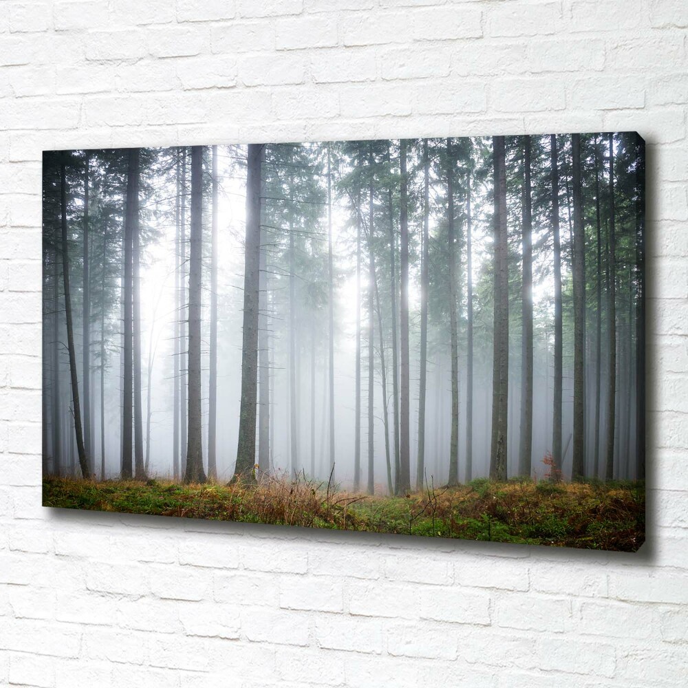 Tableau photo sur toile Brume dans la forêt