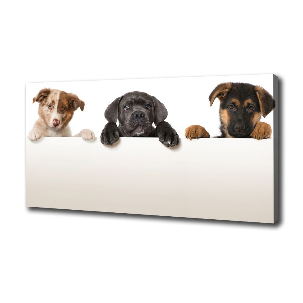 Tableau toile imprimée Trois chiots