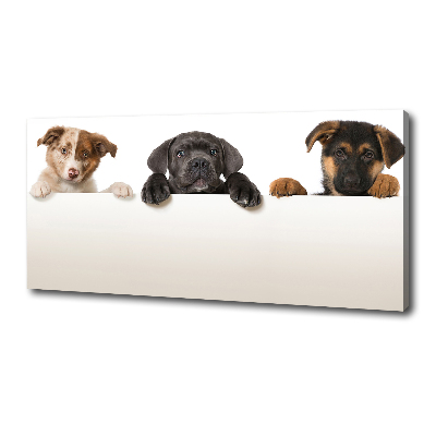 Tableau toile imprimée Trois chiots