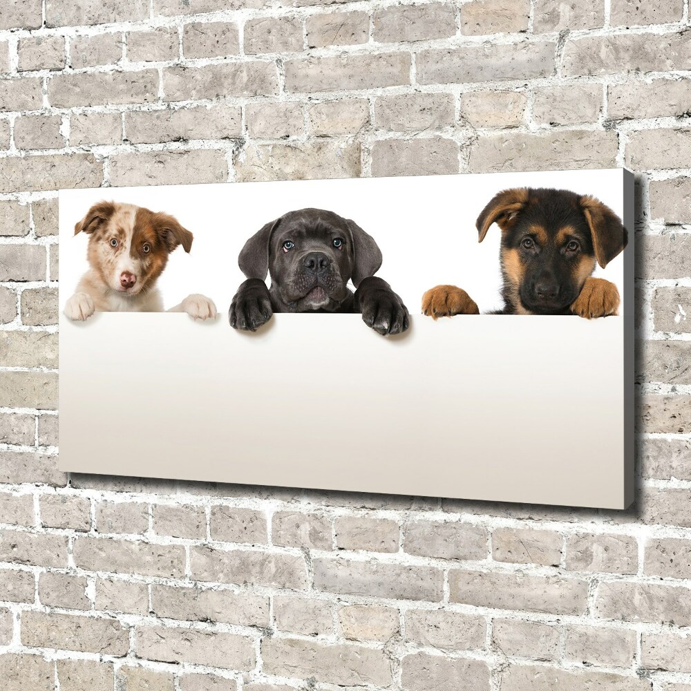 Tableau toile imprimée Trois chiots