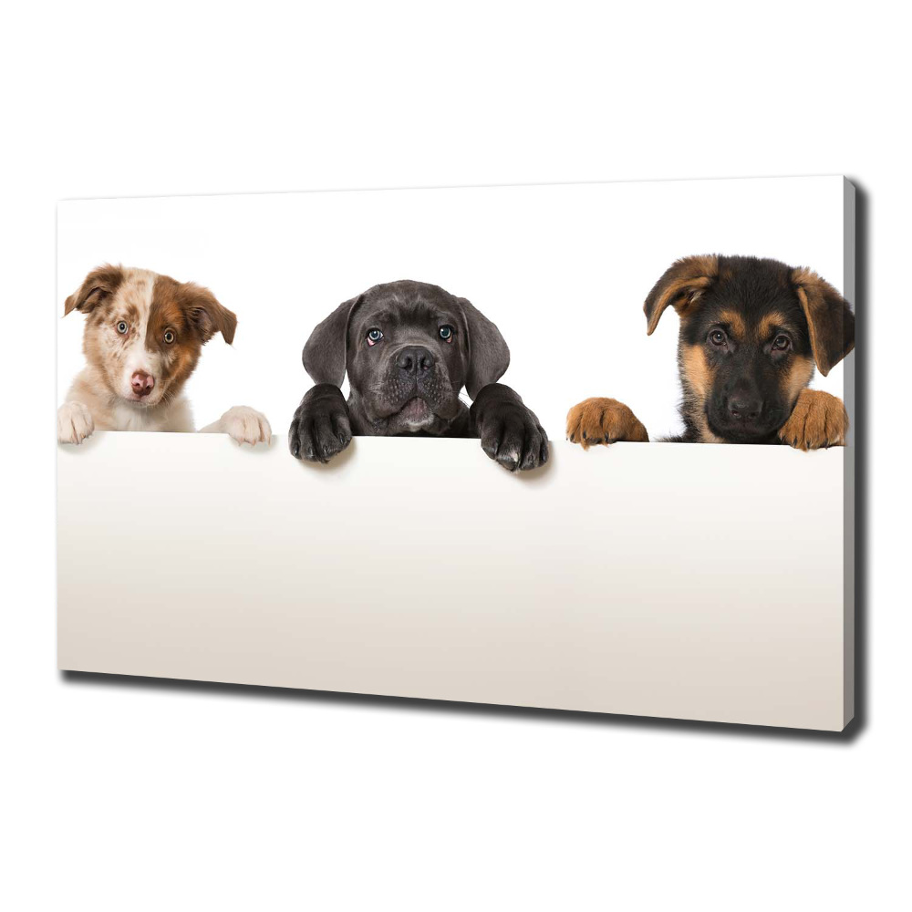 Tableau toile imprimée Trois chiots