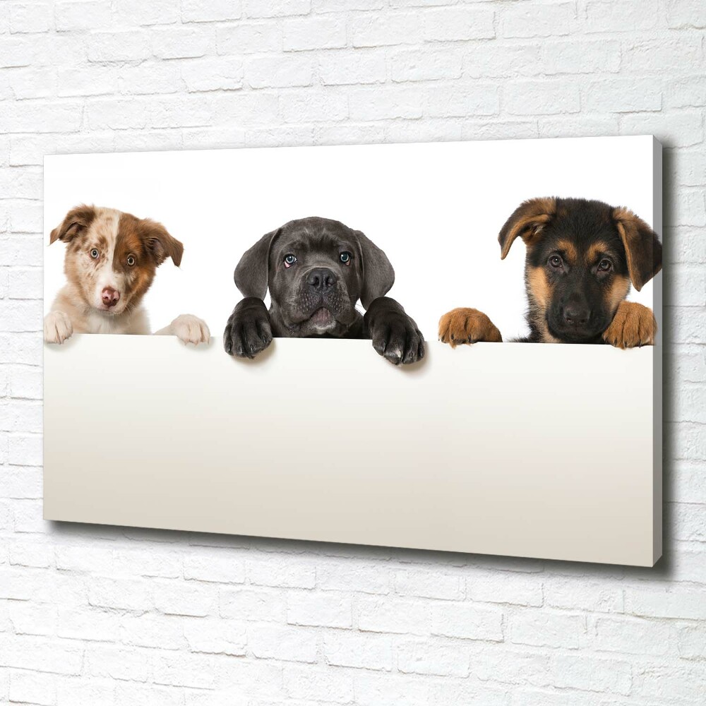 Tableau toile imprimée Trois chiots