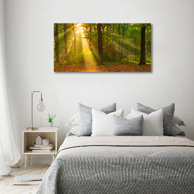 Tableau mural sur toile Forêt au soleil