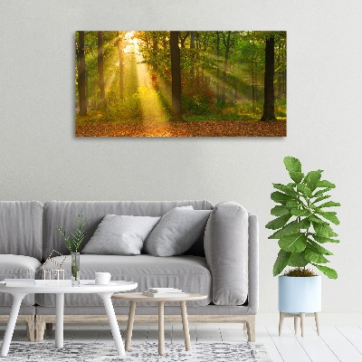 Tableau mural sur toile Forêt au soleil