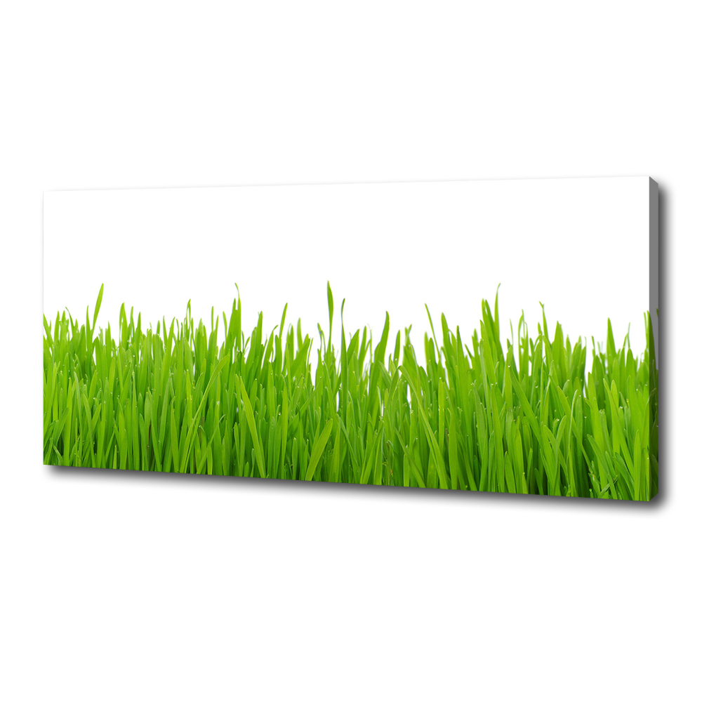 Tableau photo sur toile Herbe