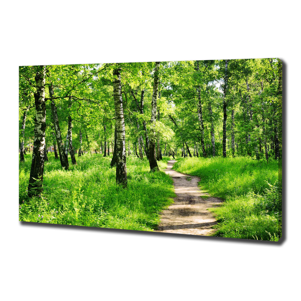 Tableau sur toile Forêt de bouleaux