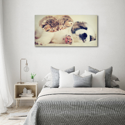 Tableau imprimé sur toile Deux chats et un chien