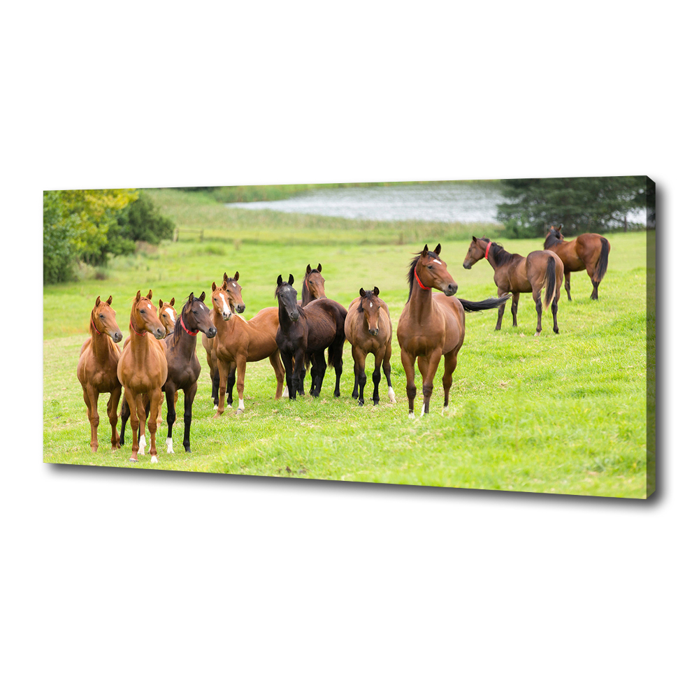 Tableau sur toile Troupeau de chevaux dans un pré