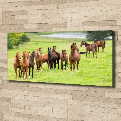 Tableau sur toile Troupeau de chevaux dans un pré