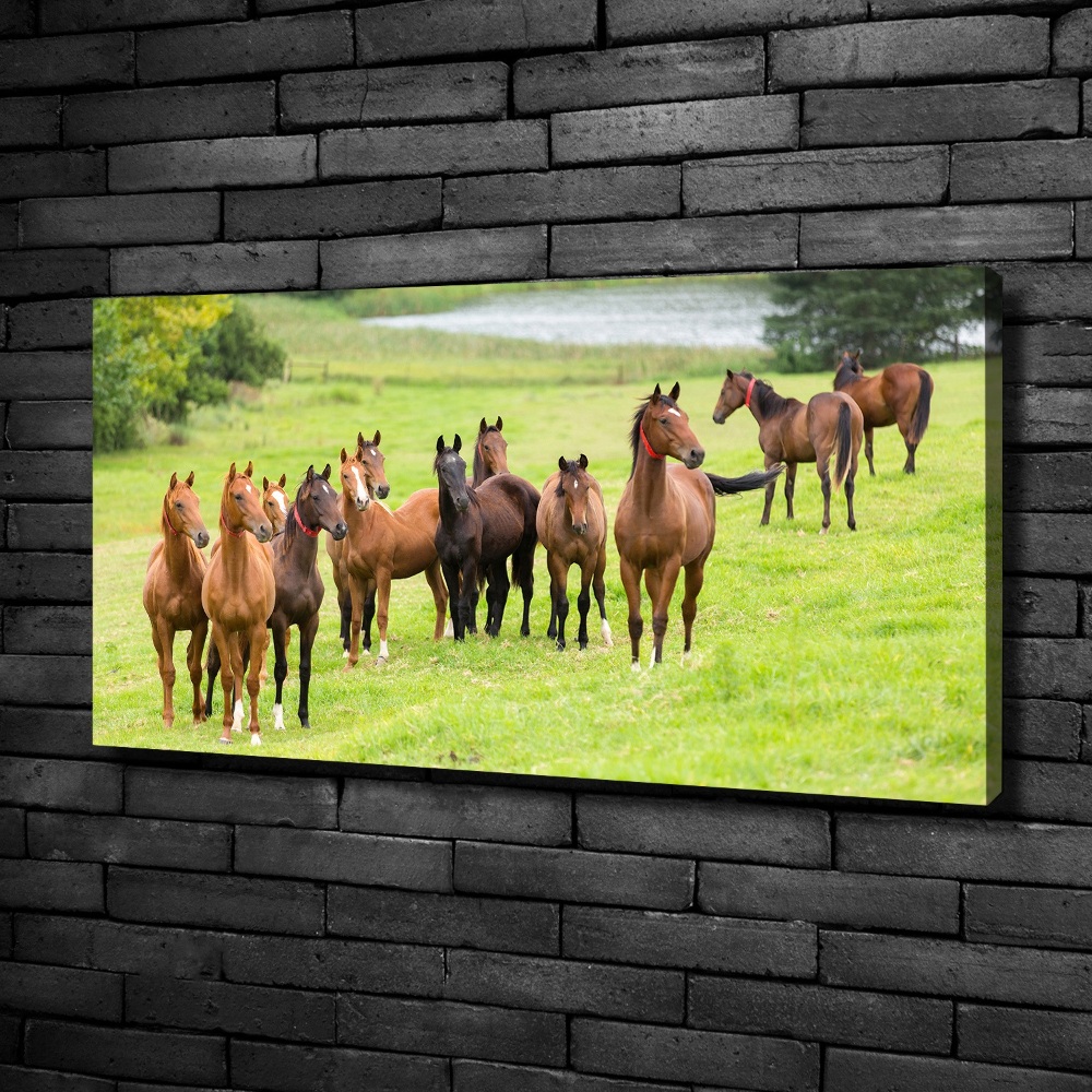 Tableau sur toile Troupeau de chevaux dans un pré