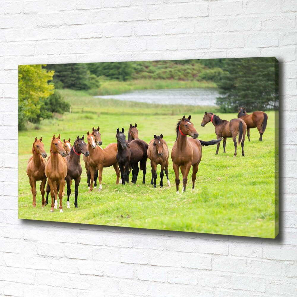 Tableau sur toile Troupeau de chevaux dans un pré