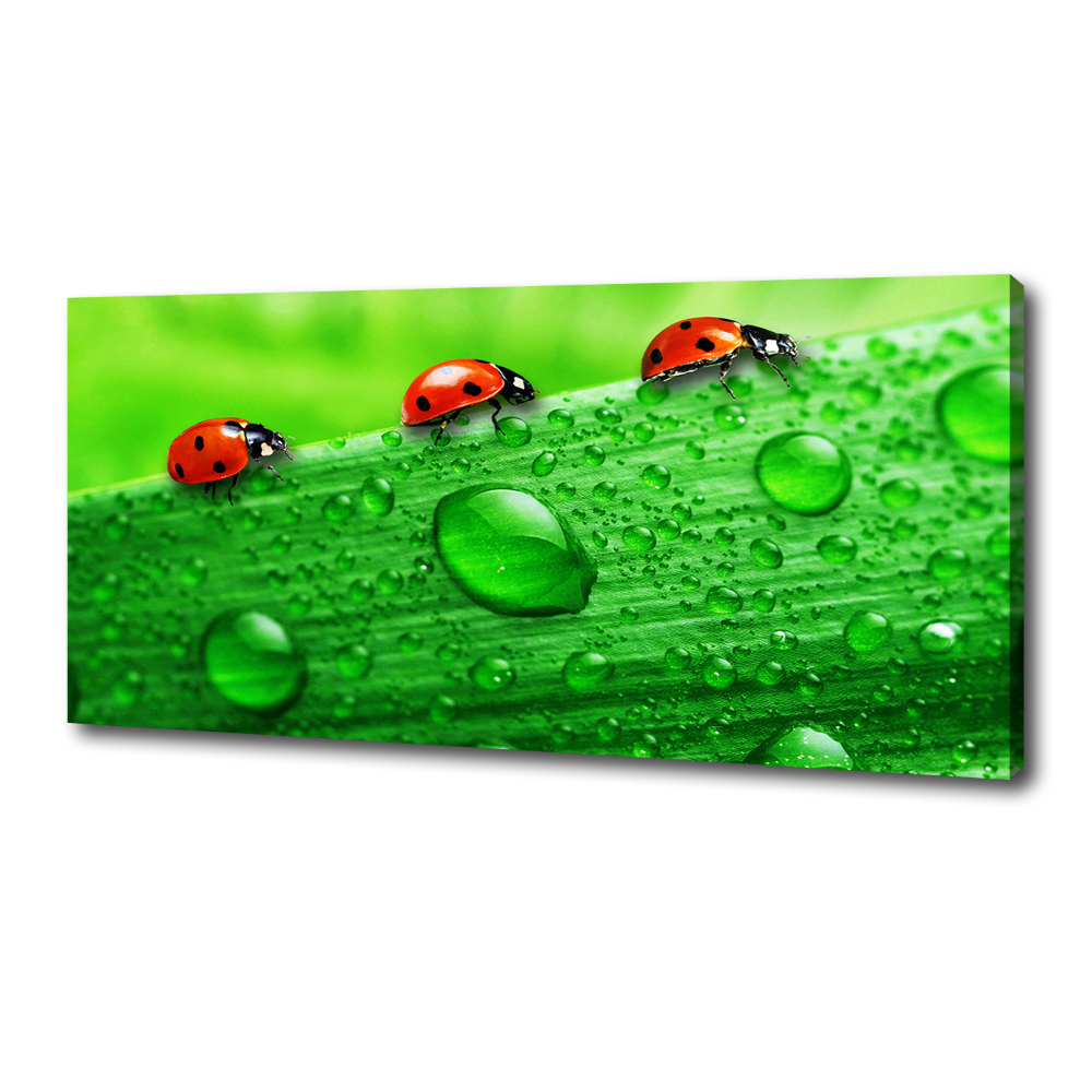 Tableau sur toile Coccinelles sur l'herbe