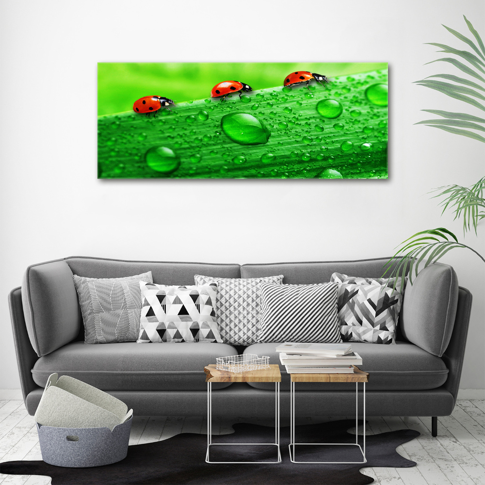 Tableau sur toile Coccinelles sur l'herbe