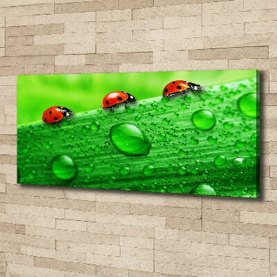 Tableau sur toile Coccinelles sur l'herbe