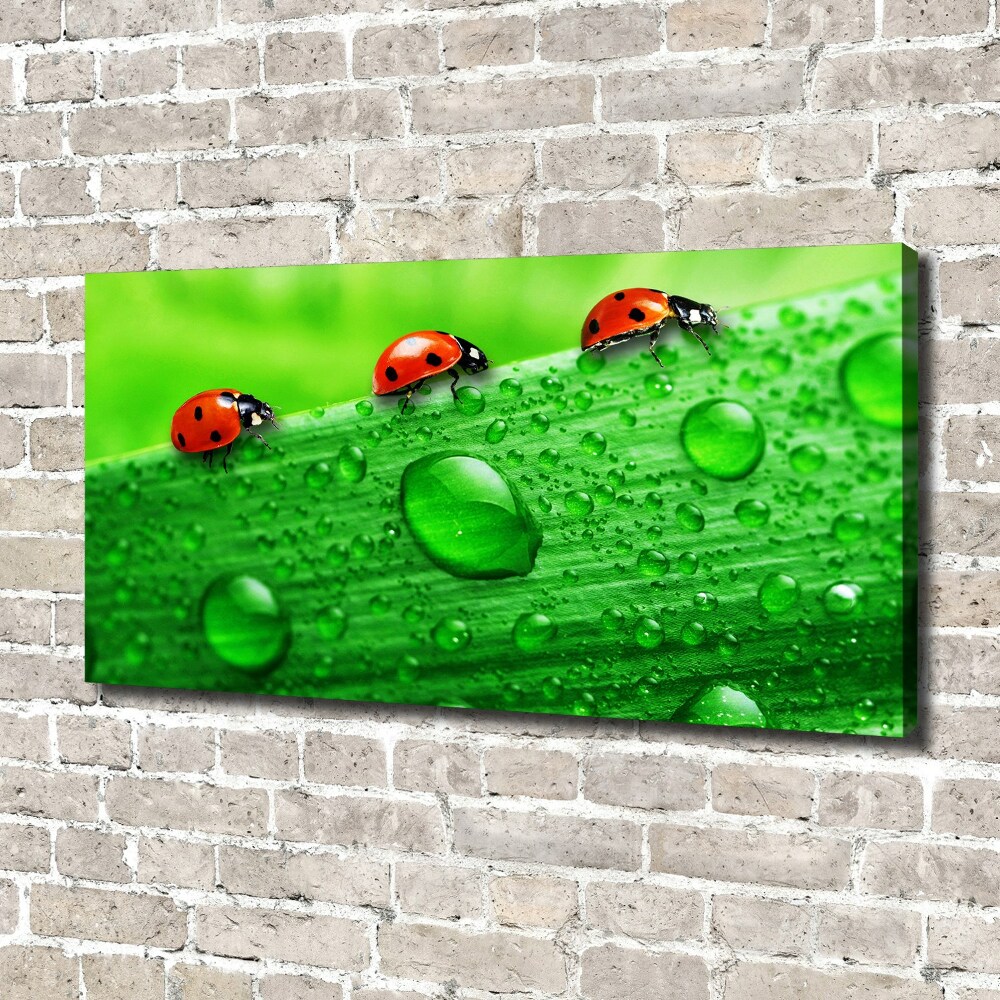 Tableau sur toile Coccinelles sur l'herbe