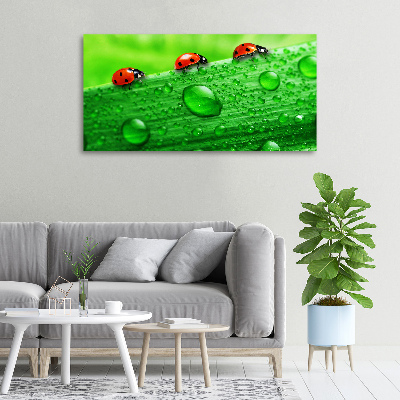 Tableau sur toile Coccinelles sur l'herbe