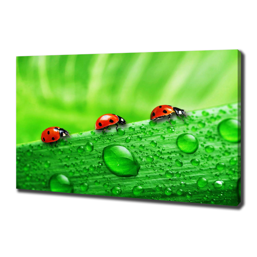 Tableau sur toile Coccinelles sur l'herbe