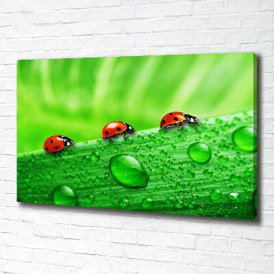 Tableau sur toile Coccinelles sur l'herbe