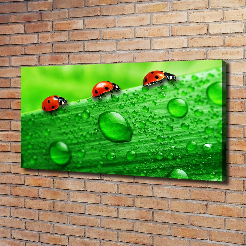 Tableau sur toile Coccinelles sur l'herbe