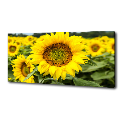 Tableau imprimé sur toile Champ de tournesols