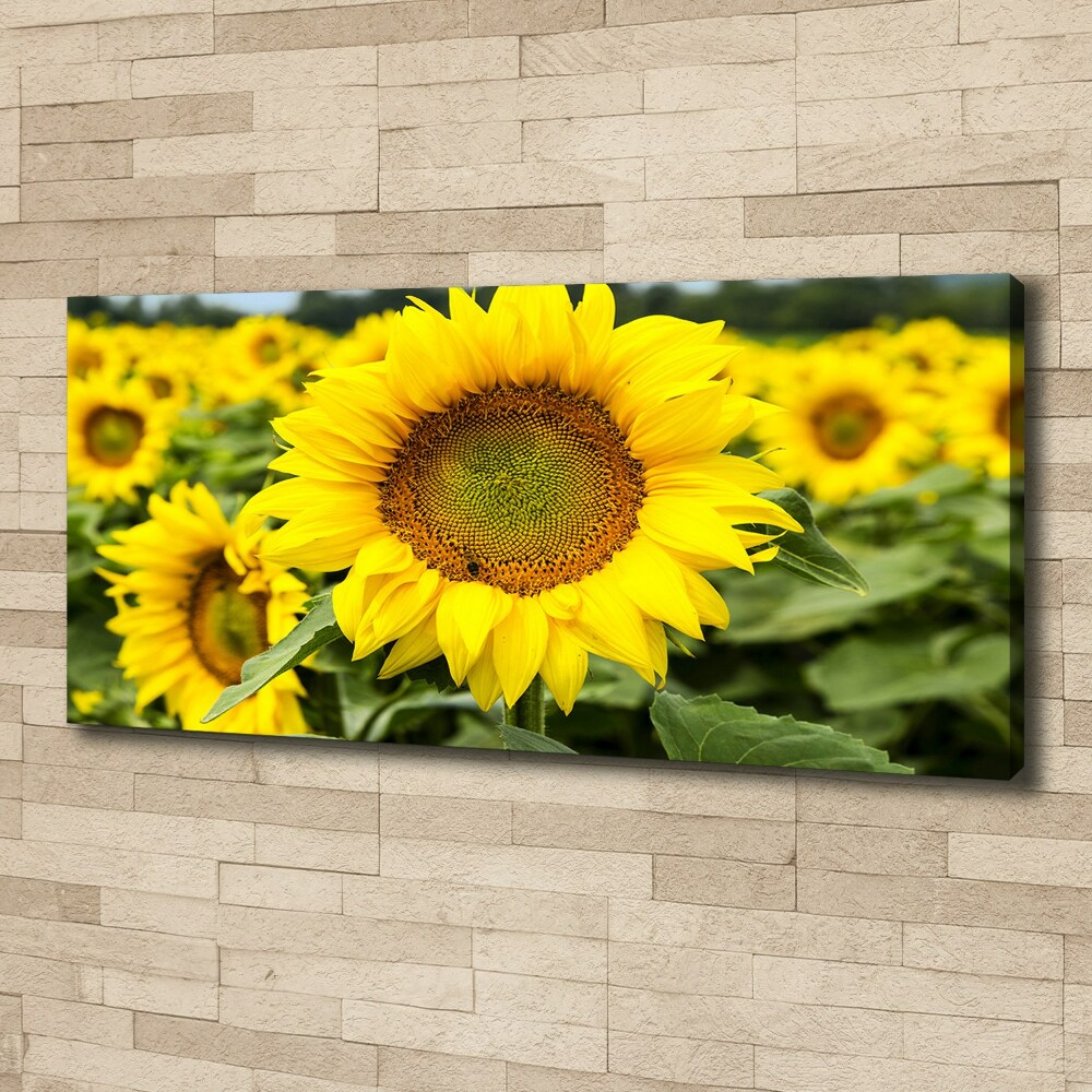 Tableau imprimé sur toile Champ de tournesols