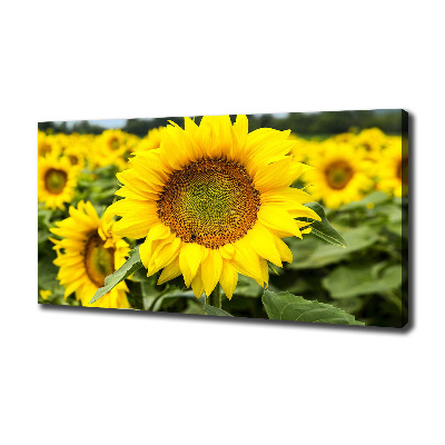 Tableau imprimé sur toile Champ de tournesols