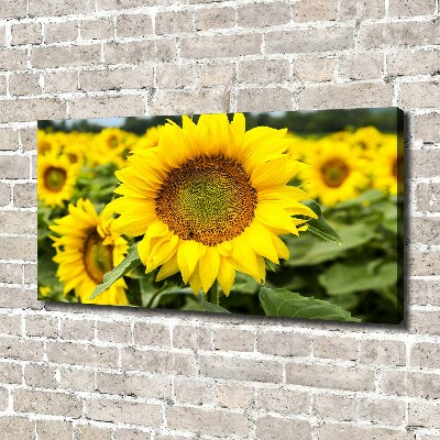 Tableau imprimé sur toile Champ de tournesols