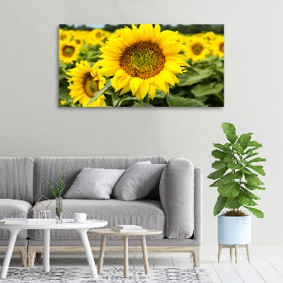 Tableau imprimé sur toile Champ de tournesols