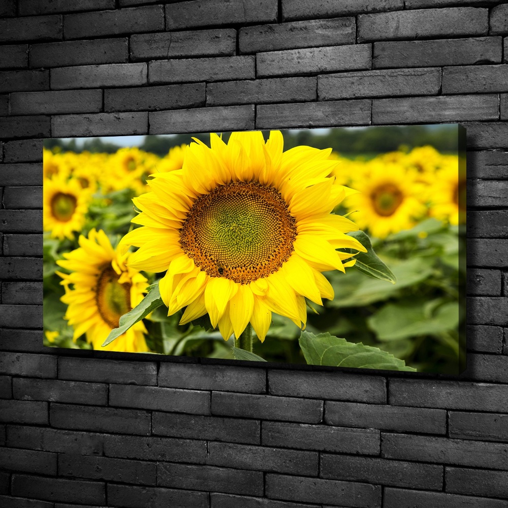 Tableau imprimé sur toile Champ de tournesols