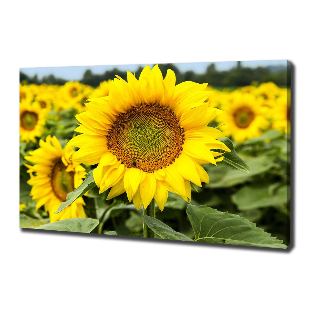 Tableau imprimé sur toile Champ de tournesols