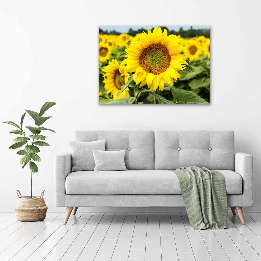 Tableau imprimé sur toile Champ de tournesols