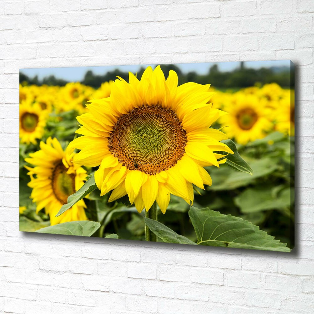 Tableau imprimé sur toile Champ de tournesols