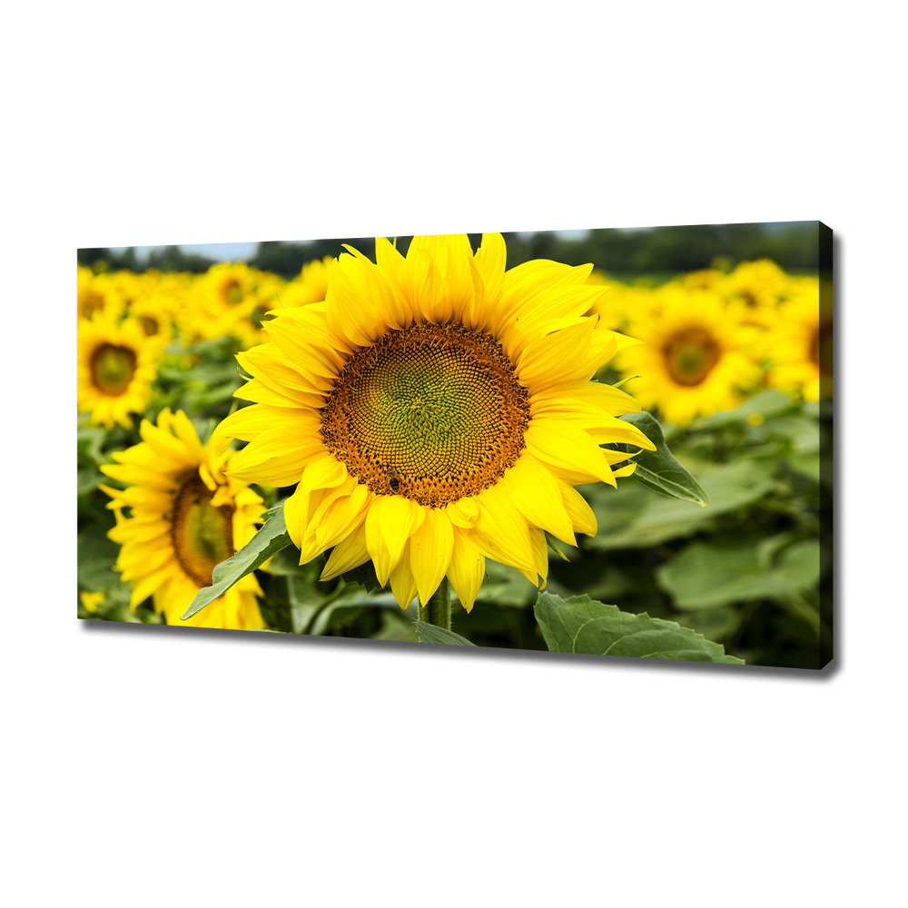 Tableau imprimé sur toile Champ de tournesols