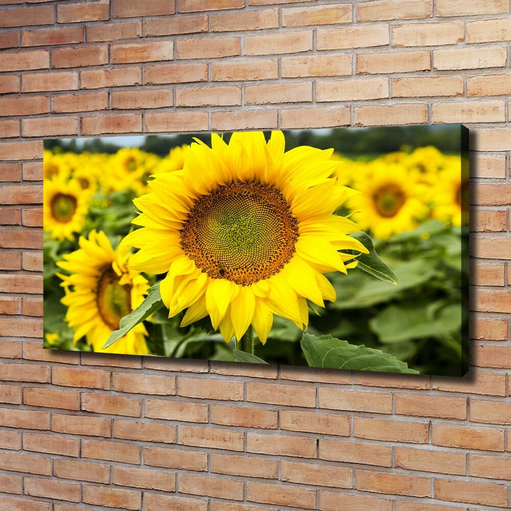 Tableau imprimé sur toile Champ de tournesols