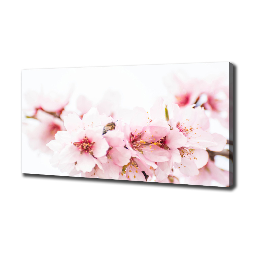 Tableau photo sur toile Cerisier en fleurs