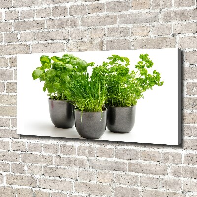 Tableau mural sur toile Herbes en pots